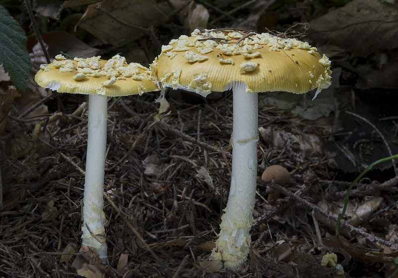 Amanita muscaria var. regalis